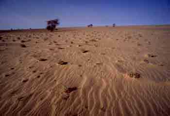 desertificazione