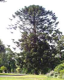 Araucaria 