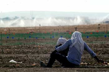 Una coltivazione comune in Palestina