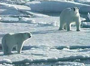 Orsi polari utilizzano piattaforme di ghiaccio per cacciare le foche