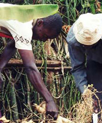 i contadini africani