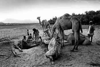 Mandriani nomadi raggiungono l'acqua per i loro cammelli scavando nel letto asciutto di un fiume. Eritrea, aprile 1983